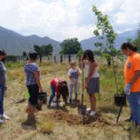 Group planting Maple tree near the park swings for future shade, photo by Claire Coté